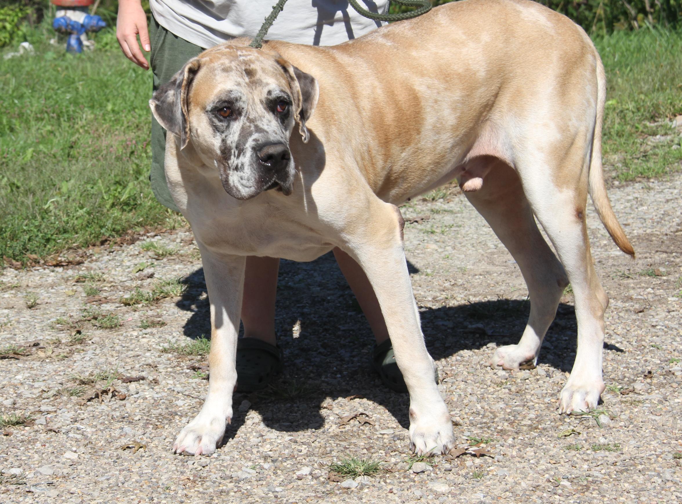 Enlarge Dozer (Neutered) (Photos September 26th 2026), a Adoptable mixed breed in Marietta, OH image 3/6