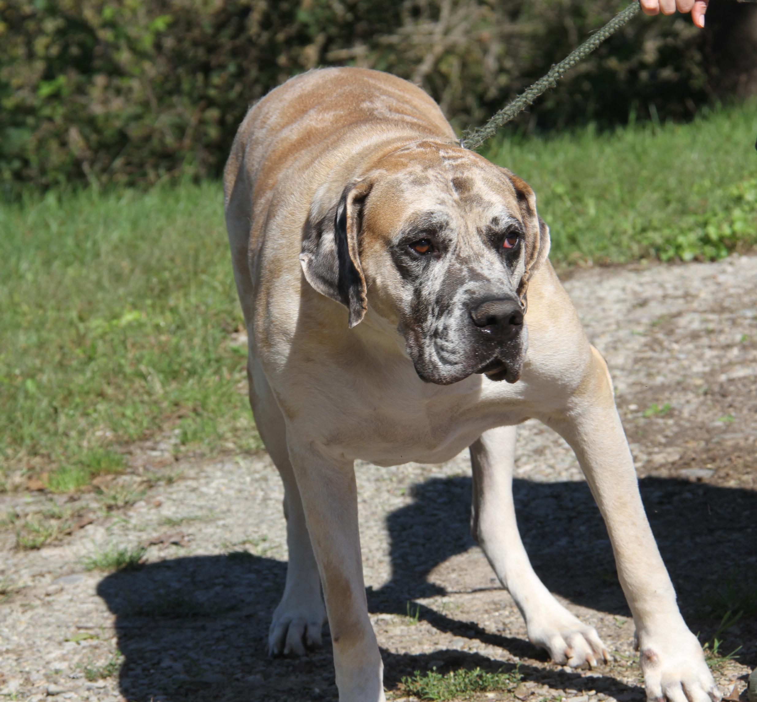 Enlarge Dozer (Neutered) (Photos September 26th 2026), a Adoptable mixed breed in Marietta, OH image 5/6