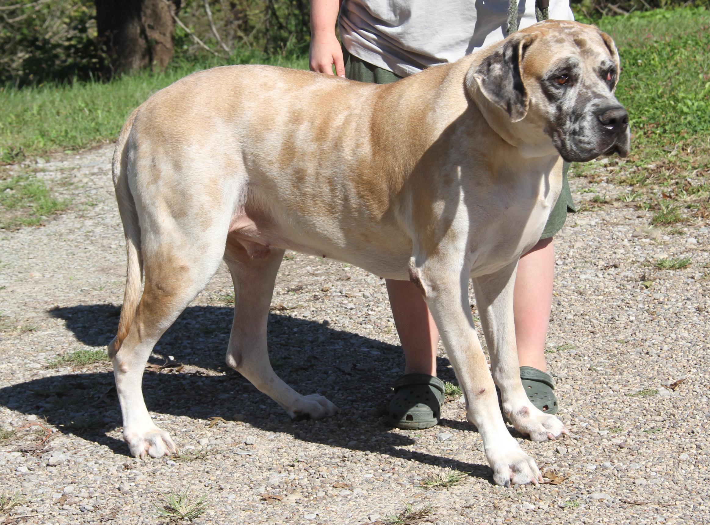 Enlarge Dozer (Neutered) (Photos September 26th 2026), a Adoptable mixed breed in Marietta, OH image 1/6
