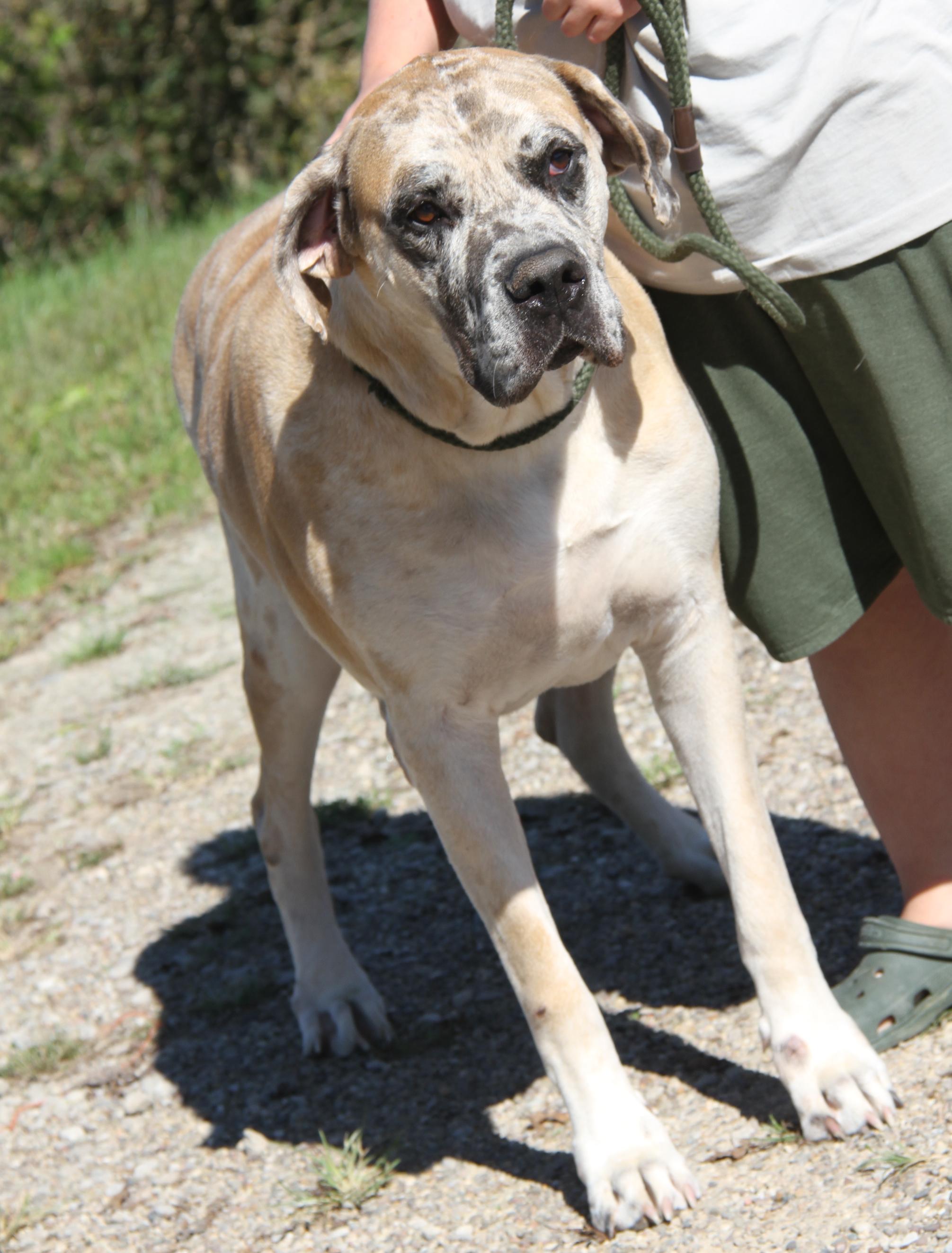 Enlarge Dozer (Neutered) (Photos September 26th 2026), a Adoptable mixed breed in Marietta, OH image 2/6