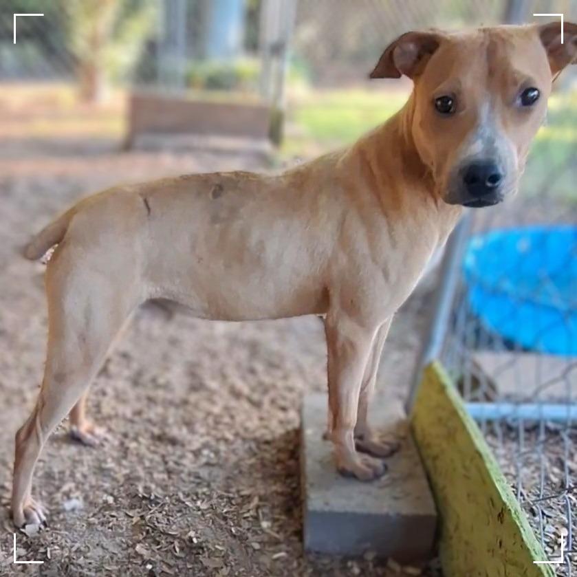 Enlarge Fred, a Adoptable mixed breed in Enterprise, AL image 1/6