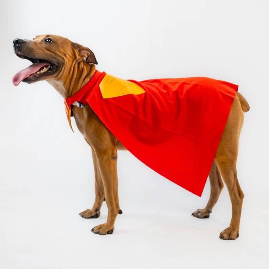 Enlarge Fred, a Adoptable mixed breed in Enterprise, AL image 2/6