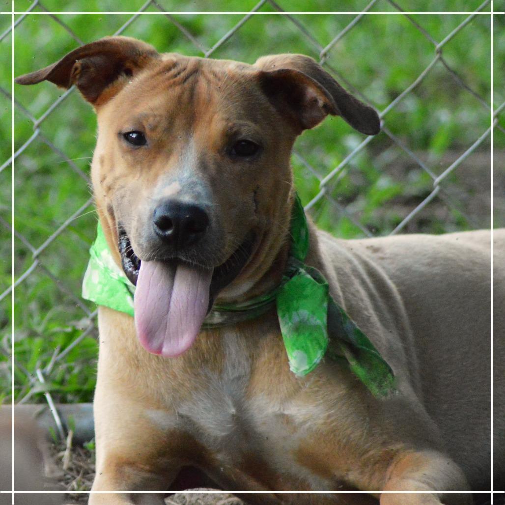 Enlarge Fred, a Adoptable mixed breed in Enterprise, AL image 3/6