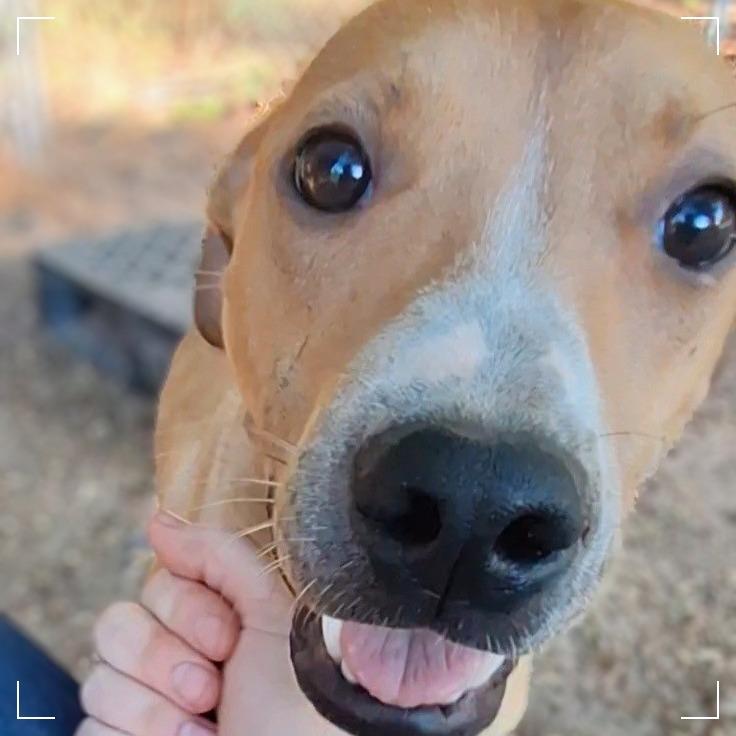 Enlarge Fred, a Adoptable mixed breed in Enterprise, AL image 4/6