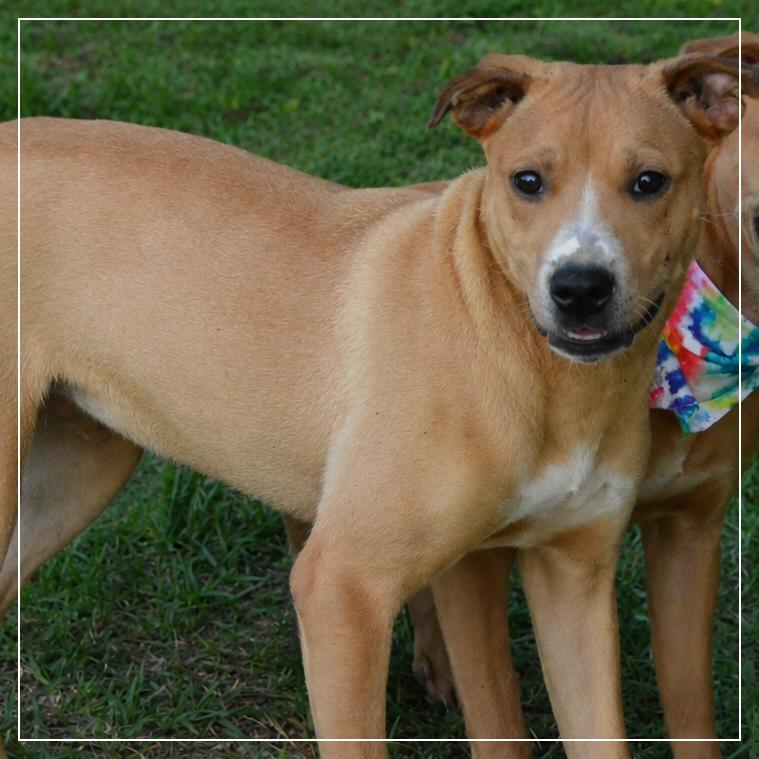 Enlarge Fred, a Adoptable mixed breed in Enterprise, AL image 5/6