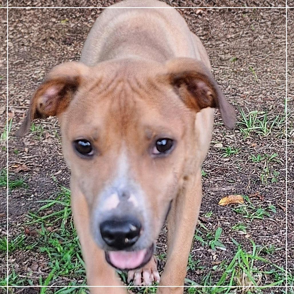 Enlarge Fred, a Adoptable mixed breed in Enterprise, AL image 6/6