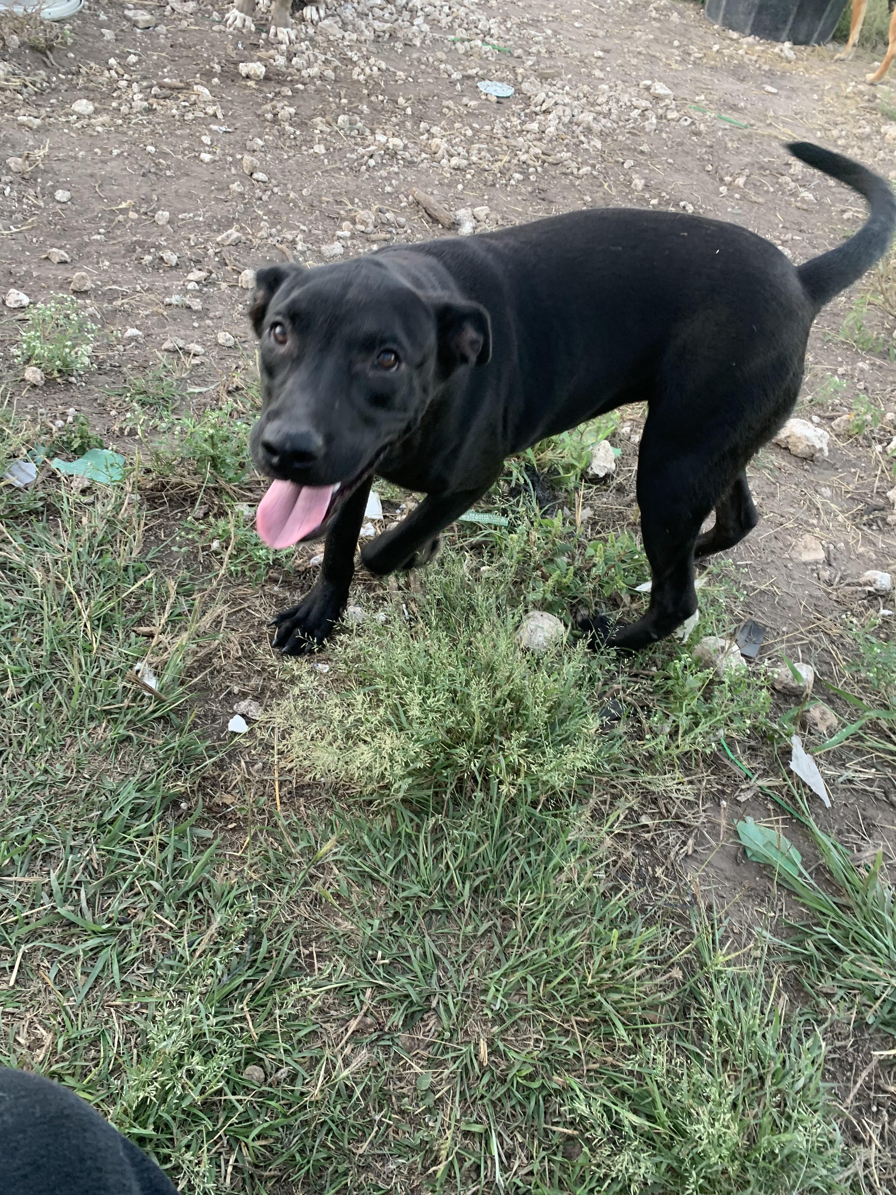 Skeeter, Adoptable, Young Female American Staffordshire Terrier.