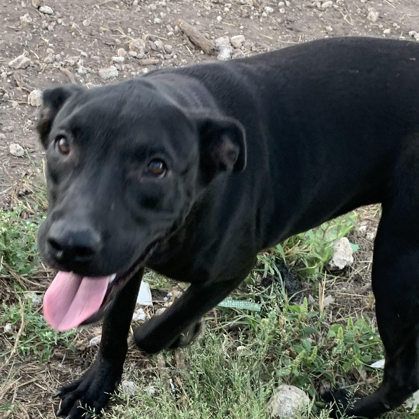 Enlarge Skeeter, a Adoptable mixed breed in Beeville, TX image 1/2