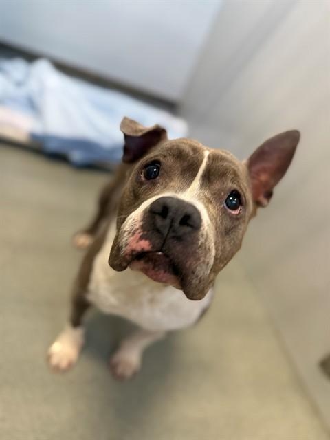 WILMA WIGGLES, Adoptable, Adult Female Pit Bull Terrier & Mixed Breed.