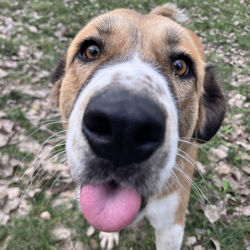 Dallas, Adoptable, Adult Female Great Pyrenees & Mixed Breed.