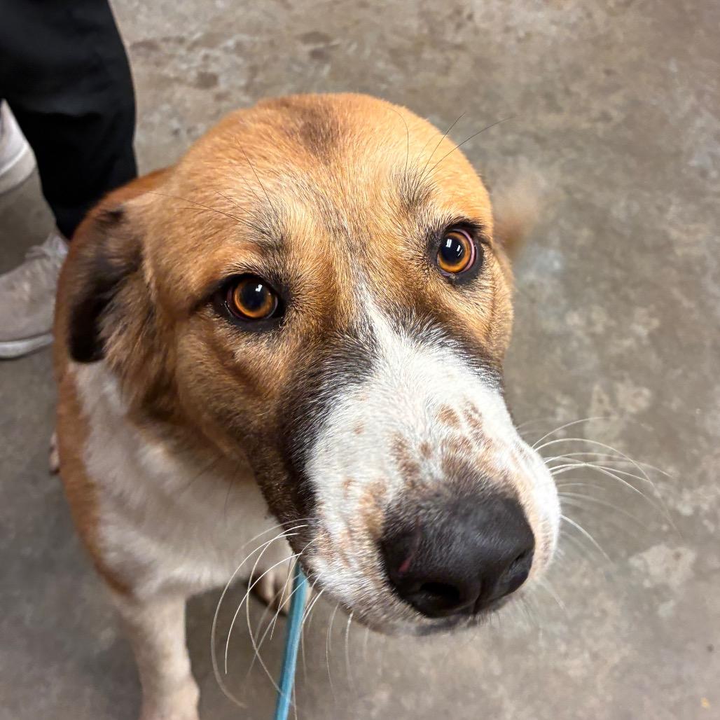 Dallas, Adoptable, Adult Female Great Pyrenees & Mixed Breed.