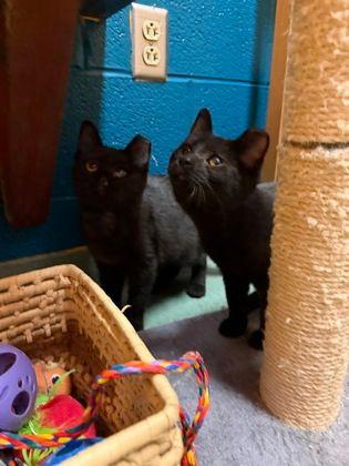 Enlarge Bea, a Adoptable Domestic Short Hair in Williamsport, PA image 3/3