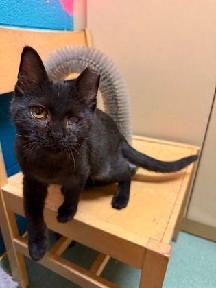 Enlarge Bea, a Adoptable Domestic Short Hair in Williamsport, PA image 2/3
