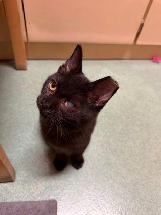 Bea, Adoptable, Kitten Female Domestic Short Hair.