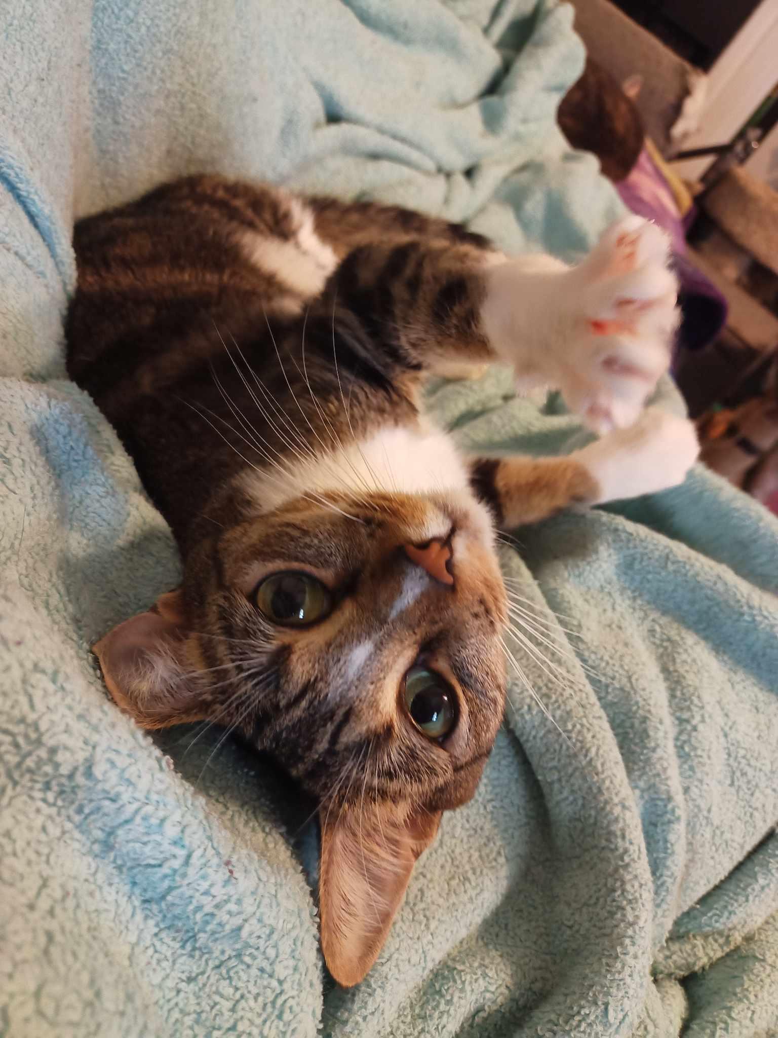 Solstice, a Adoptable Domestic Short Hair in Camden, SC image 1/3