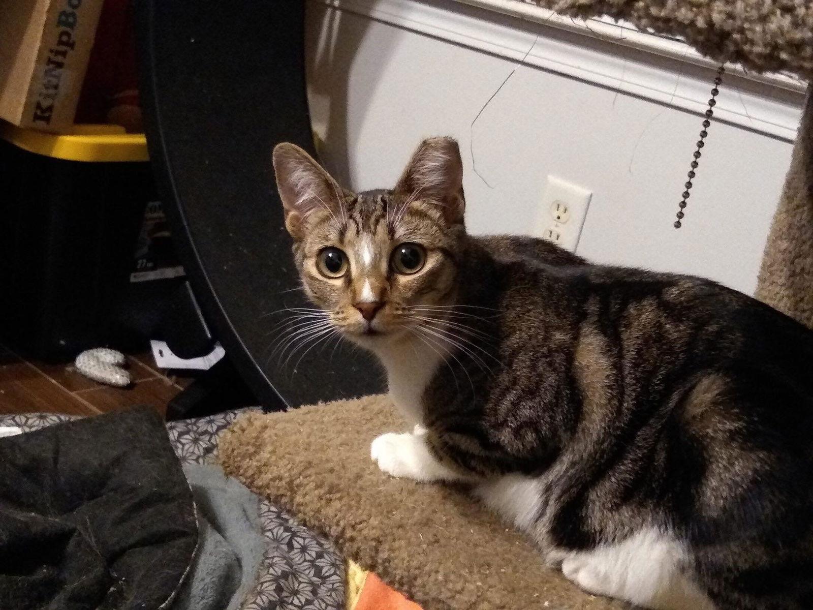 Solstice, a Adoptable Domestic Short Hair in Camden, SC image 2/3