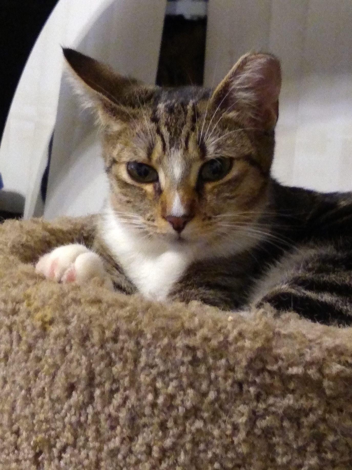 Solstice, a Adoptable Domestic Short Hair in Camden, SC image 3/3