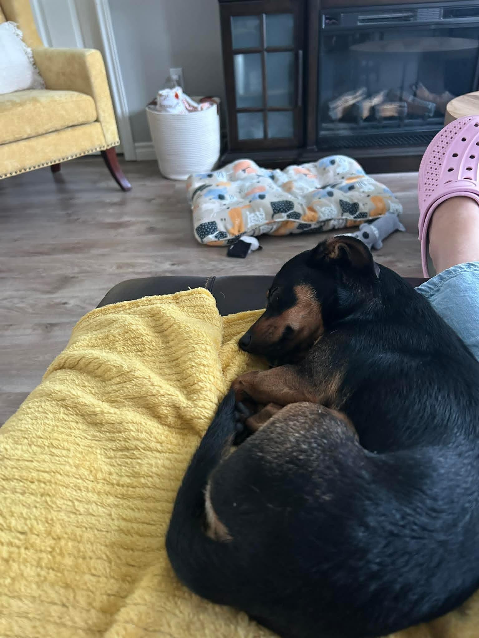 Pedro, Adoptable, Young Male Chihuahua & Dachshund.