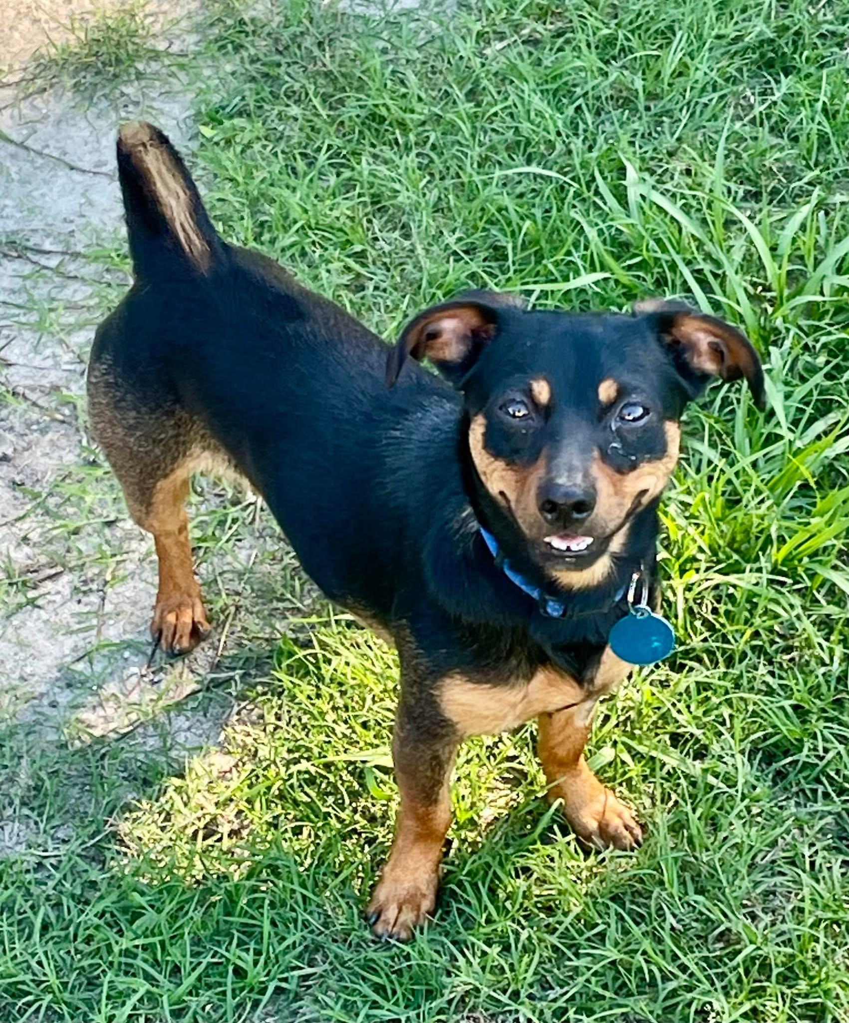 Pedro, a Adoptable mixed breed in Augusta, ME image 2/4