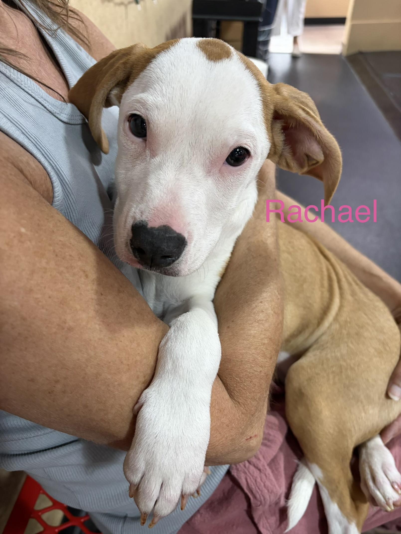 Rachael, Adoptable, Puppy Female Hound.