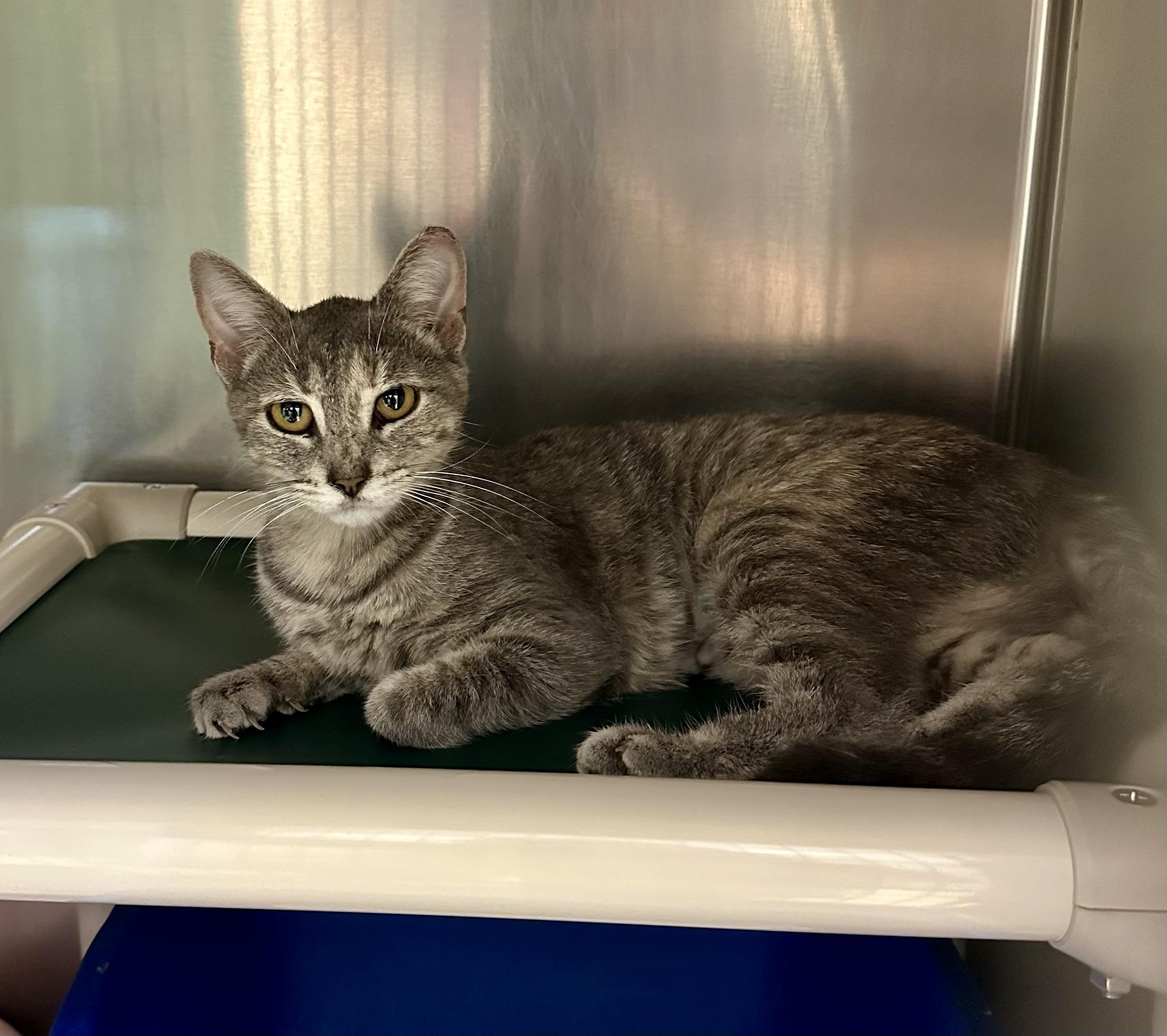 Enlarge Flutter, a Adoptable Domestic Short Hair in Parsippany, NJ image 2/2