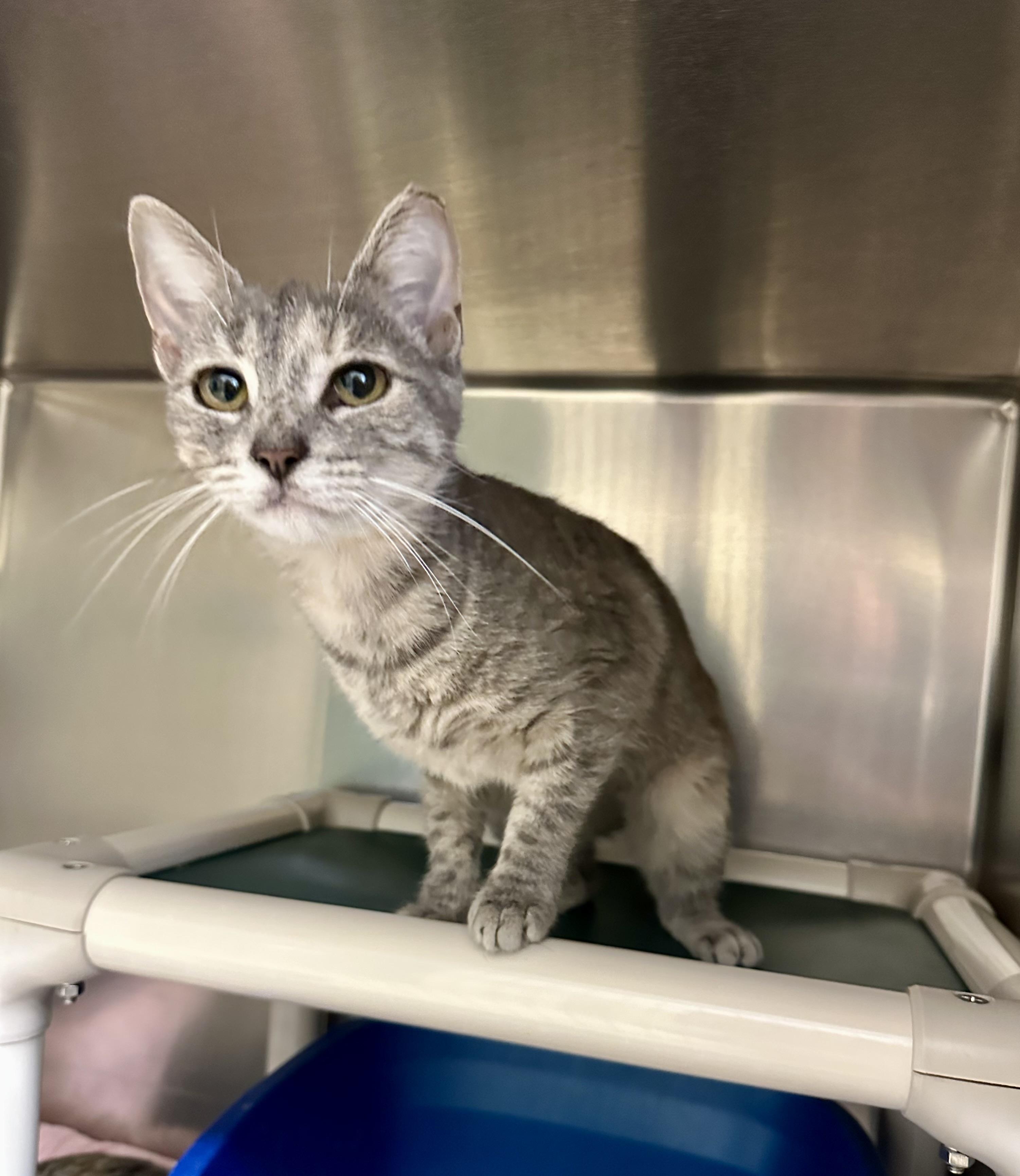 Flutter, Adoptable, Adult Female Domestic Short Hair.