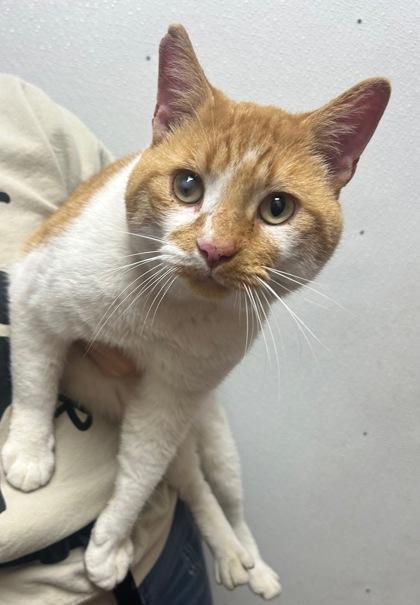 Finley, Adoptable, Adult Male Domestic Short Hair & Domestic Short Hair.