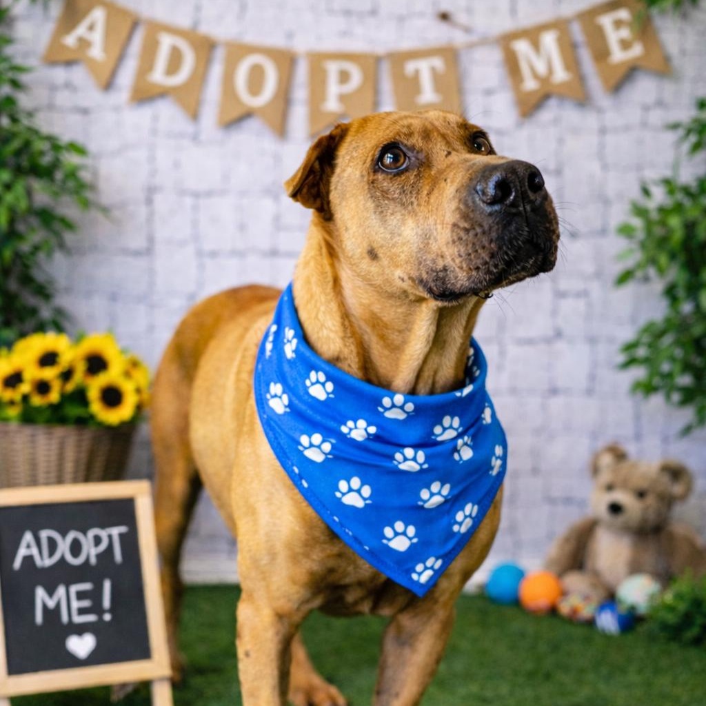 Enlarge Cash, a Adoptable mixed breed in Rochester, NY image 3/6