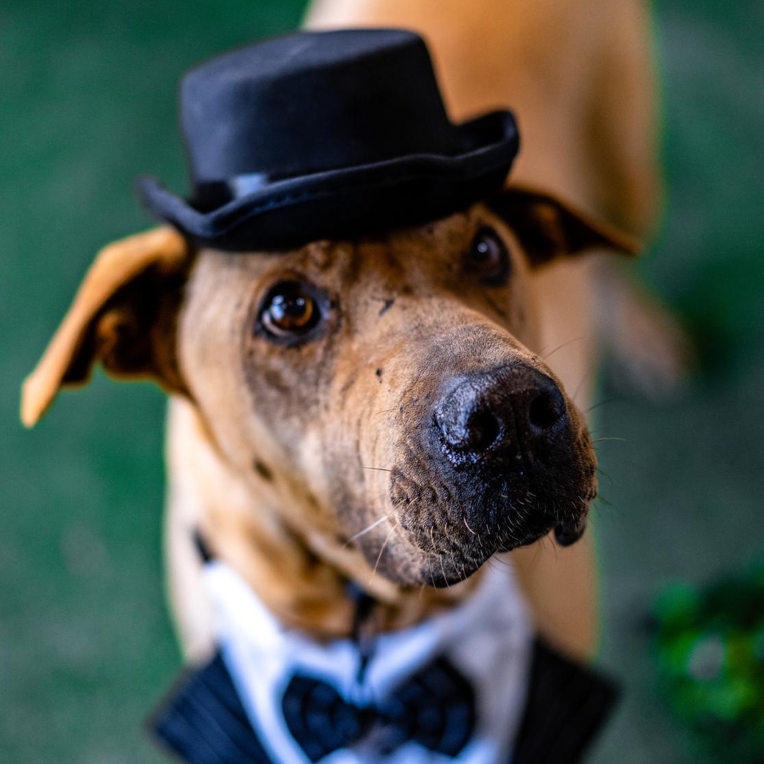 Enlarge Cash, a Adoptable mixed breed in Rochester, NY image 4/6