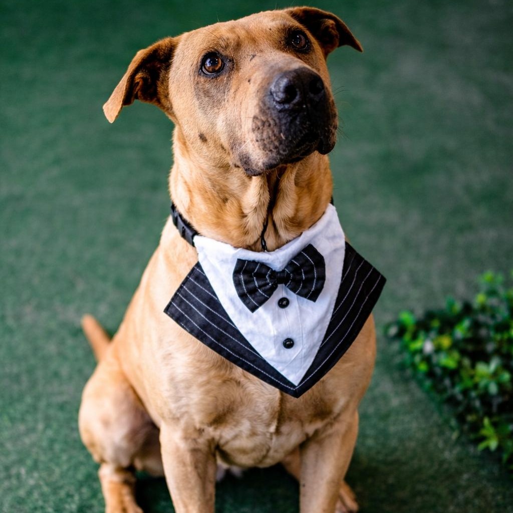 Cash — adoptable dog near Rochester, NY