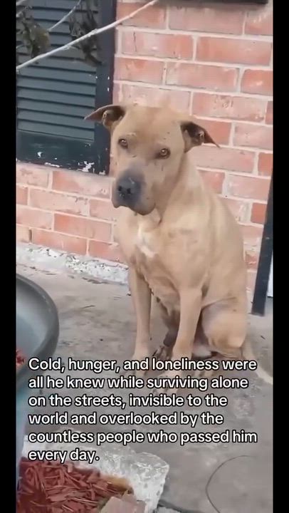 Enlarge Cash, a Adoptable mixed breed in Rochester, NY video 6/6