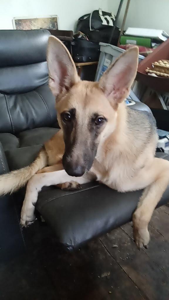 Cookie, adoptable, Adult Female German Shepherd Dog.