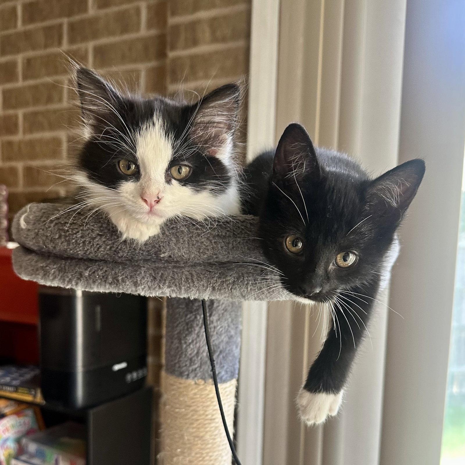 Cheese, Adopted, Kitten Female Tuxedo & Domestic Long Hair.