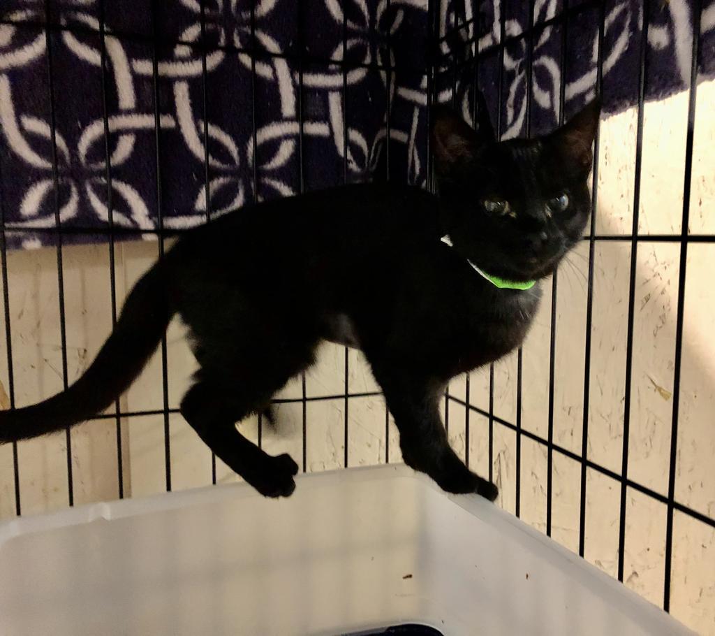 Fuzzy Wuzzy K, Adoptable, Adult Female Domestic Short Hair.
