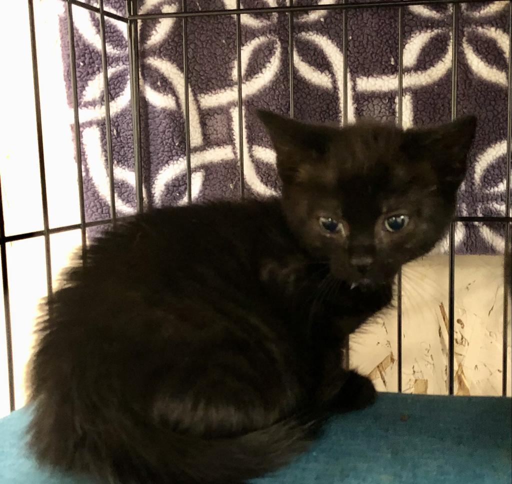 Enlarge Fuzzy Wuzzy K, a Adoptable mixed breed in Sherwood, OR image 2/3