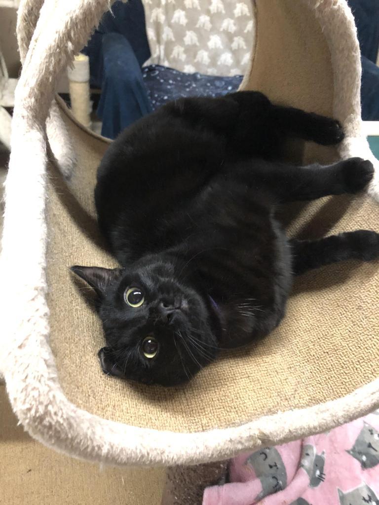 Enlarge Fuzzy Wuzzy K, a Adoptable mixed breed in Sherwood, OR image 3/3