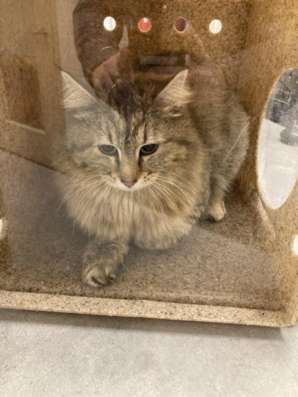 Enlarge GRACIE, a Adoptable Domestic Long Hair in Loveland, CO image 1/1