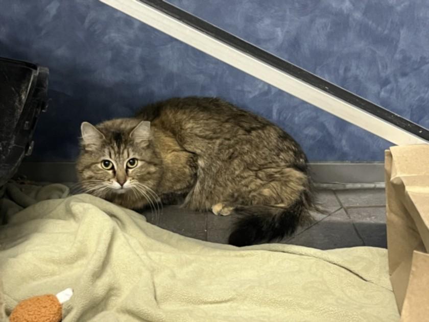 GRACIE, Adoptable, Young Female Domestic Long Hair.