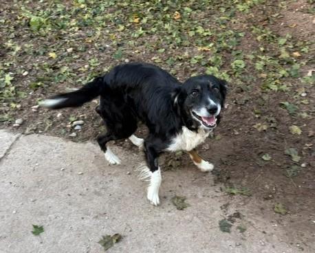 Blue, Adopted, Adult Male Border Collie.