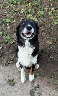 Enlarge Blue, a Adopted mixed breed in Bellaire, MI image 2/2