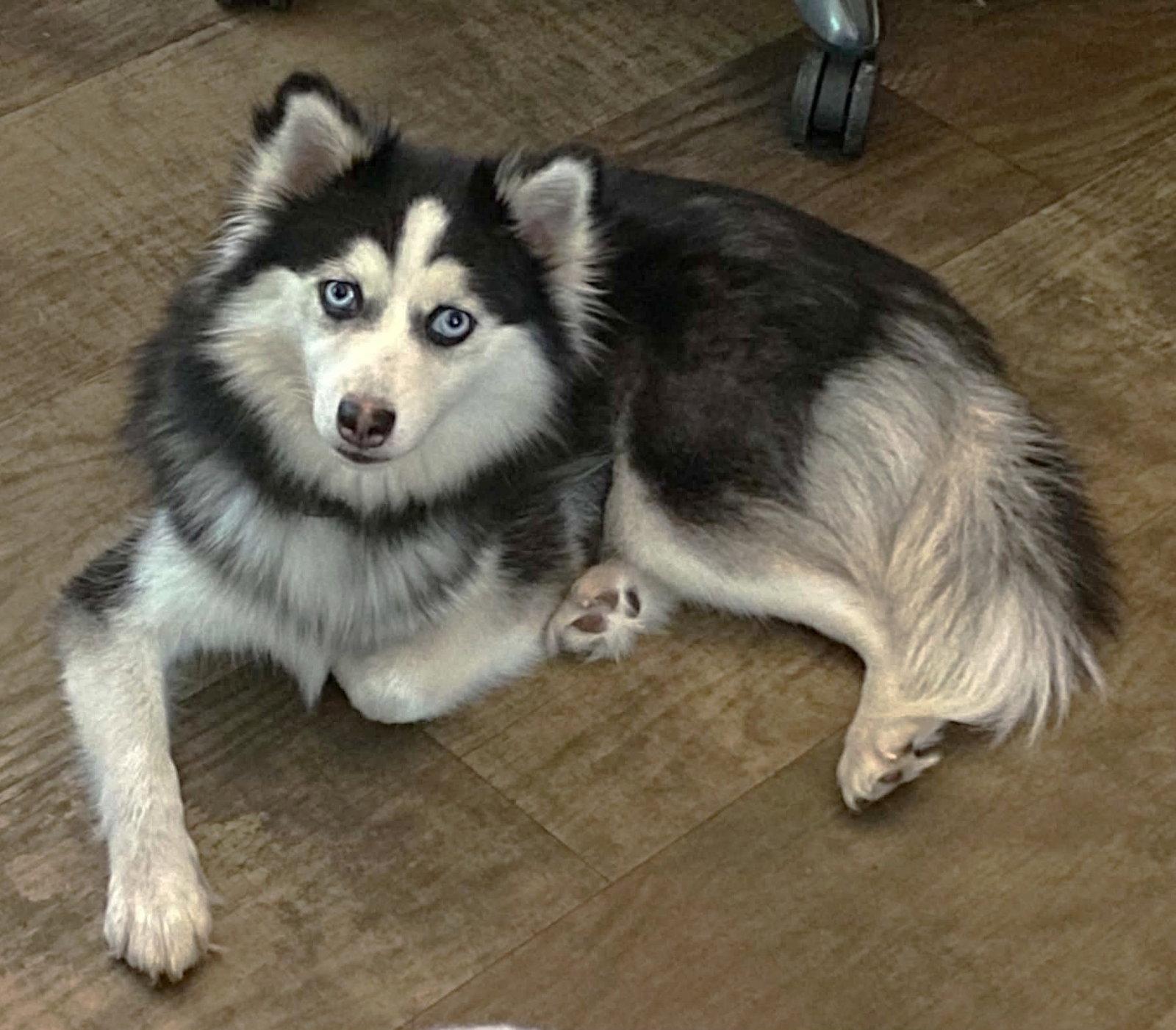 Enlarge Snowy TX, a Adoptable mixed breed in Boonton, NJ image 1/3