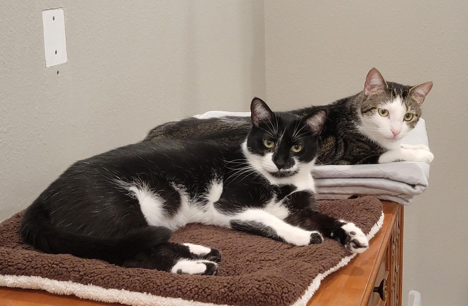 Enlarge Joy, a Adoptable Domestic Short Hair in Rosenberg, TX image 1/3