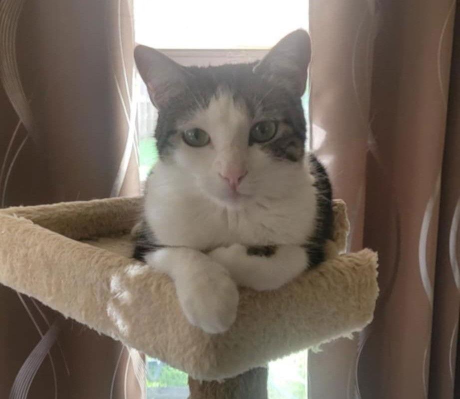 Joy, Adoptable, Young Female Domestic Short Hair.