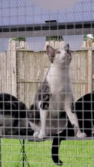 Joy, Adoptable, Young Female Domestic Short Hair.