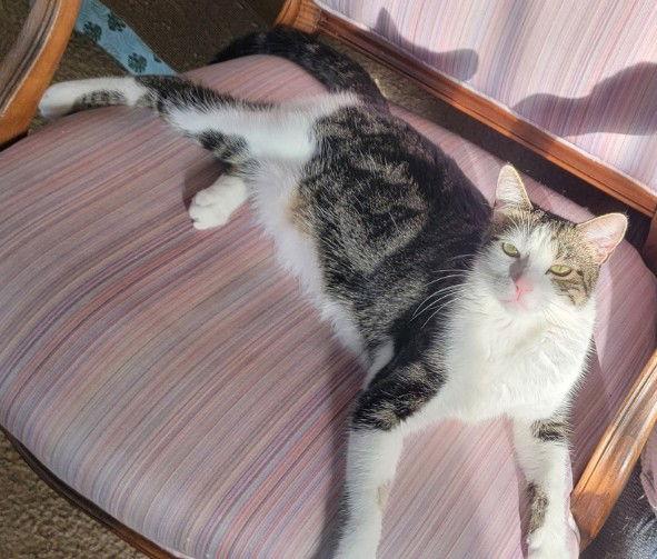 Enlarge Joy, a Adoptable Domestic Short Hair in Rosenberg, TX image 3/3