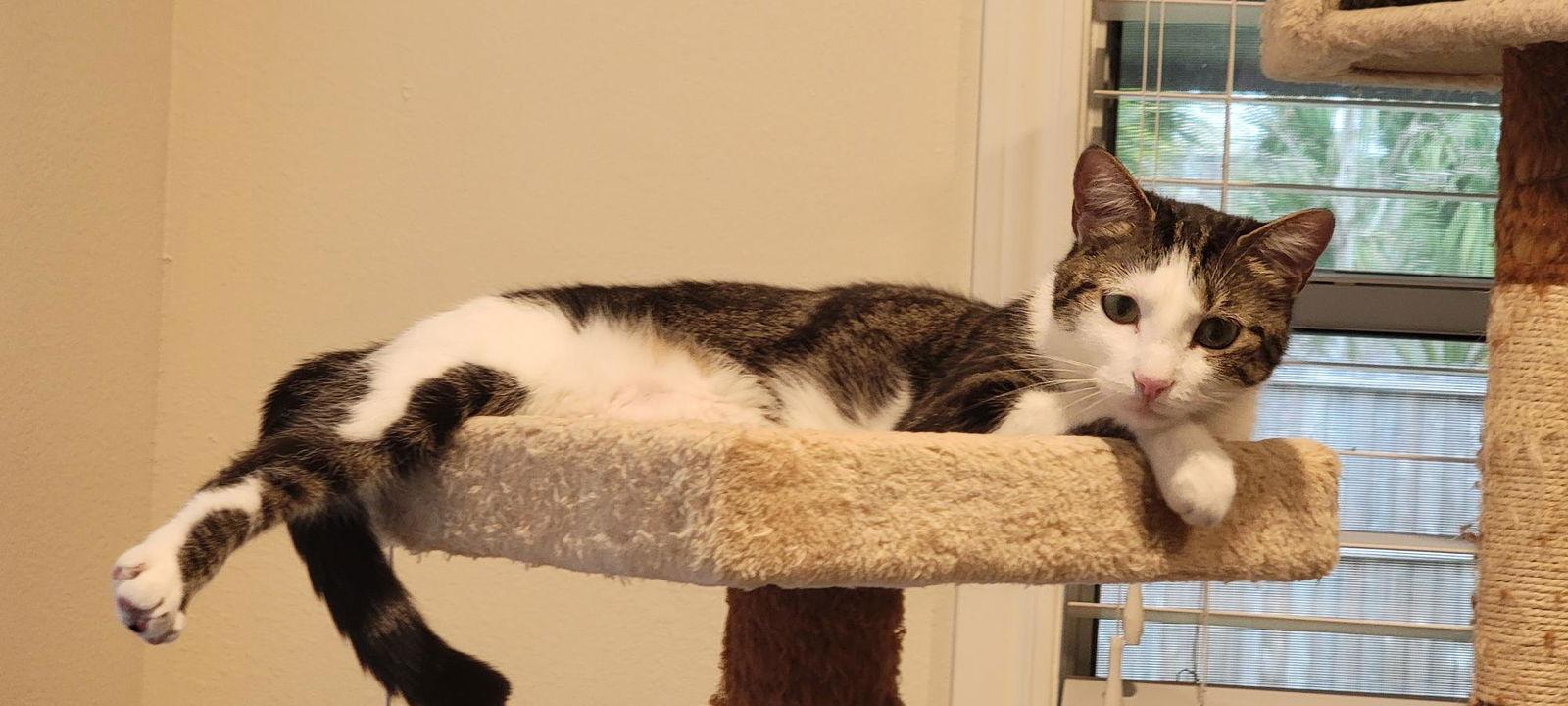 Enlarge Joy, a Adoptable Domestic Short Hair in Rosenberg, TX image 3/3