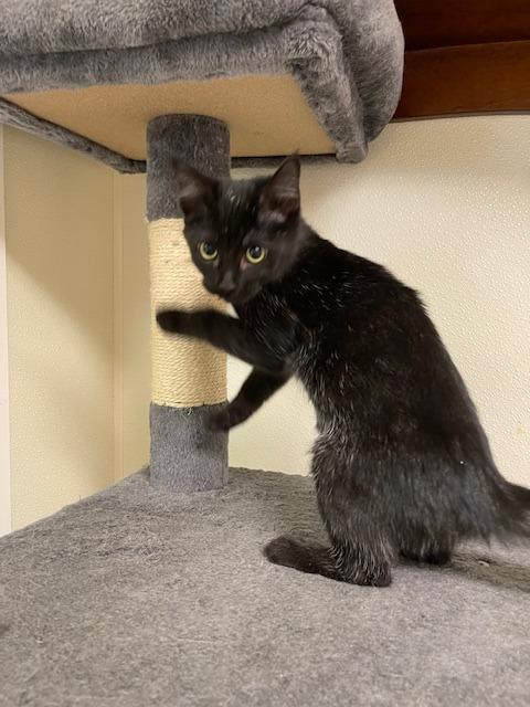 Enlarge DROPPS, a Adoptable mixed breed in Sandusky, OH image 1/1