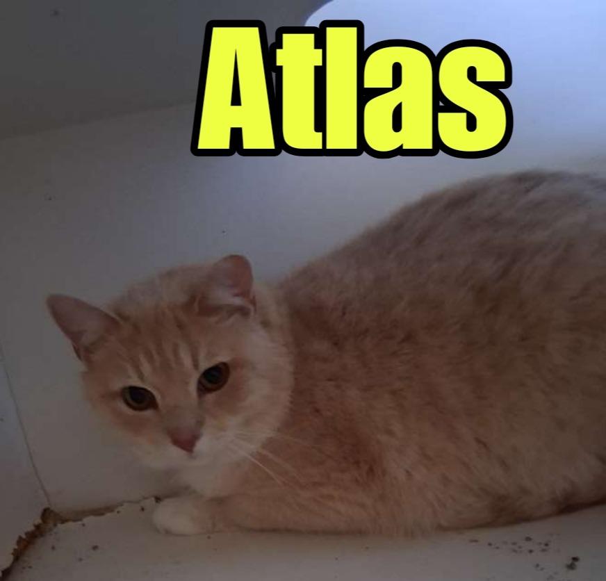 Atlas, Adoptable, Young Male Domestic Short Hair.