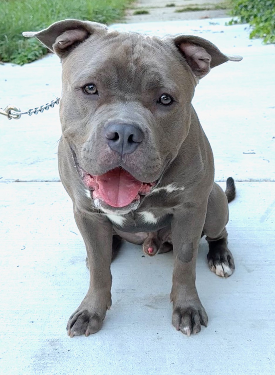 Enlarge Shrek, a Adopted American Staffordshire Terrier in Chicago, IL image 4/6