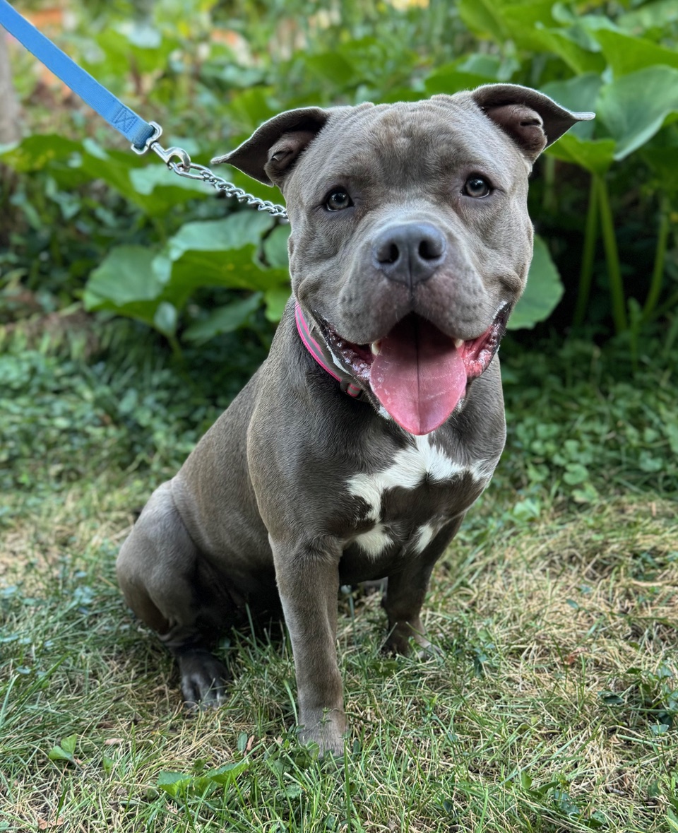 Enlarge Shrek, a Adopted American Staffordshire Terrier in Chicago, IL image 5/6